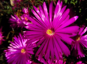 Wordpress weekly photo challenge: the hue of you - lampranthus productus iceplant