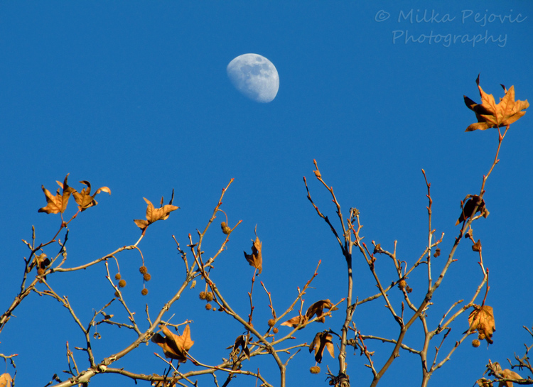 Travel theme: Blue sky in San Diego and rising moon
