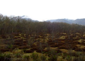 Winter cloudy, raindy day with an eerie atmosphere