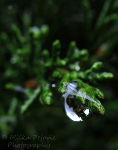 WordPress weekly photo challenge: Focus - raindrop on tree branch