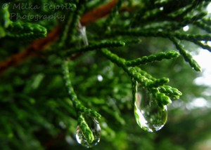 Raindrops hanging from a thuja tree branch