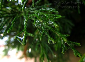Raindrops on branches