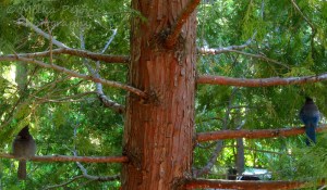 Stellar jay birds on a pine tree