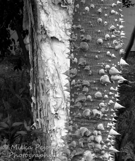 Cee’s Fun Foto Challenge: Black and white, very pointy tree trunk