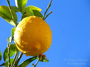 Wordpress weekly photo challenge: Saturated - yellow lemon against blue sky