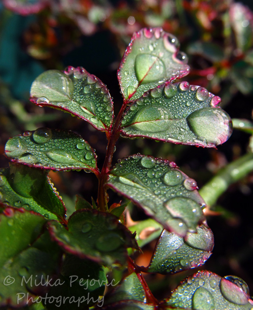 WordPress weekly photo challenge: Forward to new rose buds