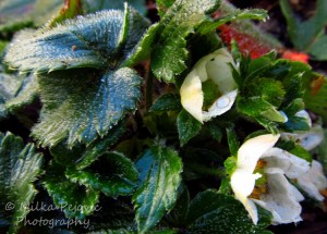 WordPress weekly photo challenge: Forward to strawberries