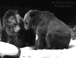 Cee’s Fun Foto Challenge: Black and White or Sepia Tones - grizzly bears at the San Diego Zoo