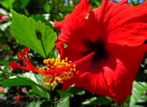 Wordpress weekly photo challenge: Saturated - Red hibiscus flower