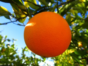 A Word A Week Challenge – Orange on the orange tree