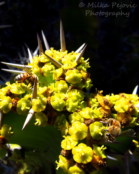 Two bees on yellow cactus flowers