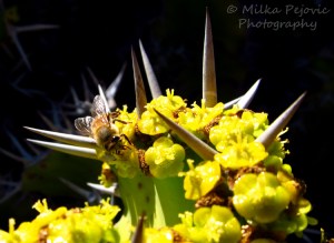 Bee on cactus flowers