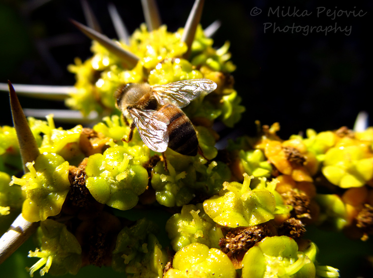 Sunday Post: Ongoing - bees on cactus flowers at the San Diego Botanic Garden