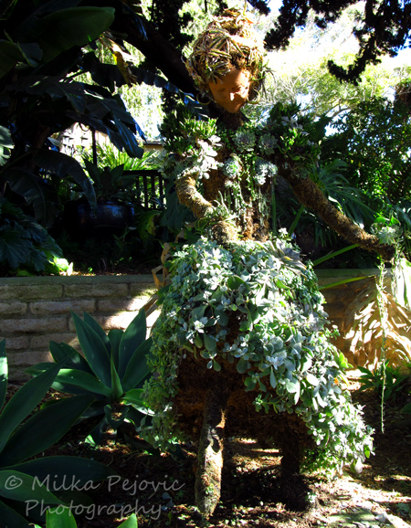 Mexican lady topiary at the San Diego Botanic Garden