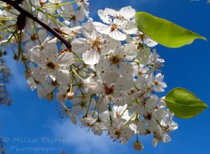 Pear blossoms at San Diego's Balboa Park