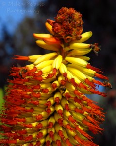 Cee’s Fun Foto Challenge: Rainbow colors - aloe flowers