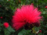 Macro Monday: pink powder puff tree - Calliandra Haematocephala