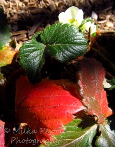 Red strawberry leaves and white strawberry blossoms