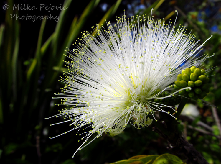 WordPress weekly photo challenge: Lost in the details of the white powder puff tree - Calliandra Haematocephala
