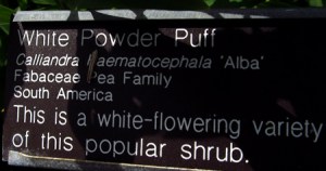 Powder puff tree - calliandra haematocephala