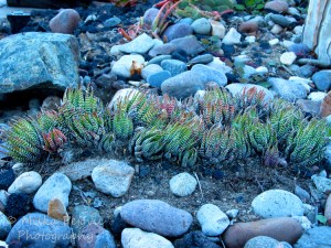 Travel theme: Stones as a ground cover