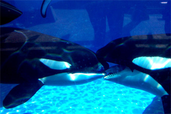 Wordpress weekly photo challenge: Kiss - killer whales French kissing