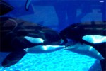 Wordpress weekly photo challenge: Kiss - killer whales French kissing