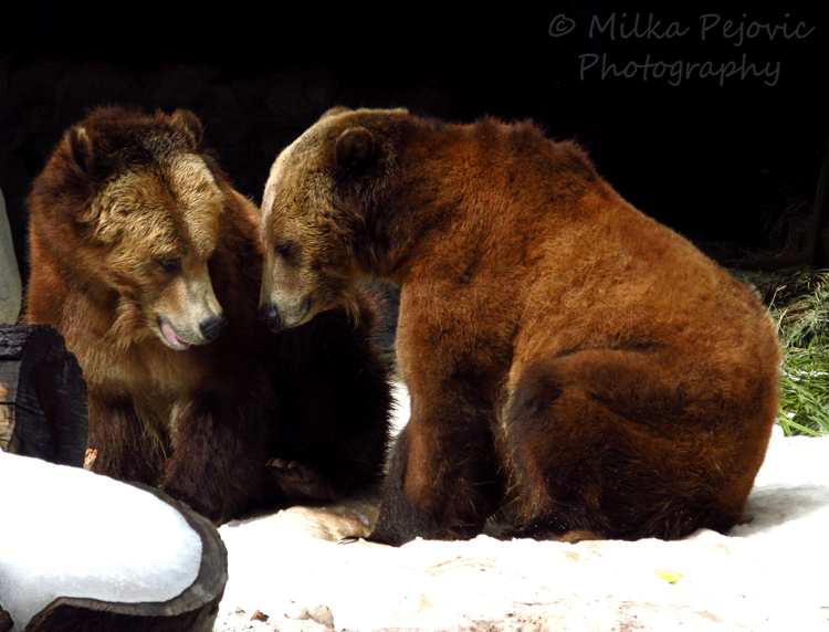 A Word A Week Challenge – Zoom - brotherly love at the San Diego Zoo