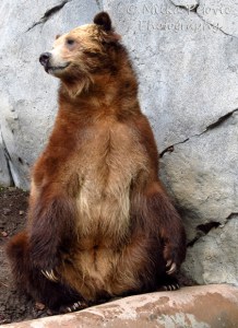 A Word A Week Challenge: Pose - grizzly bear at the San Diego Zoo