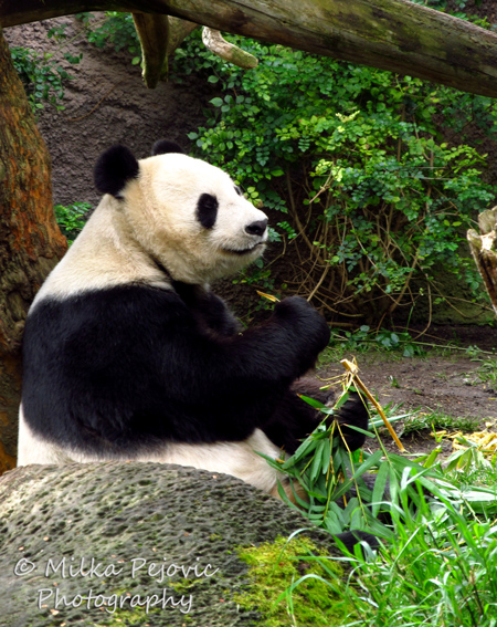 A Word A Week Challenge – Zoom - Mama panda bear t the San Diego Zoo