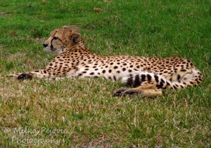 A Word A Week Challenge – Zoom - Cheetah at the San Diego Zoo Safari Park