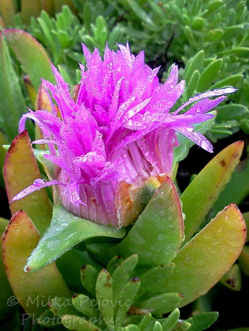 Macro Monday: Ice plant blooms