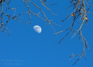 Moon rising in the afternoon