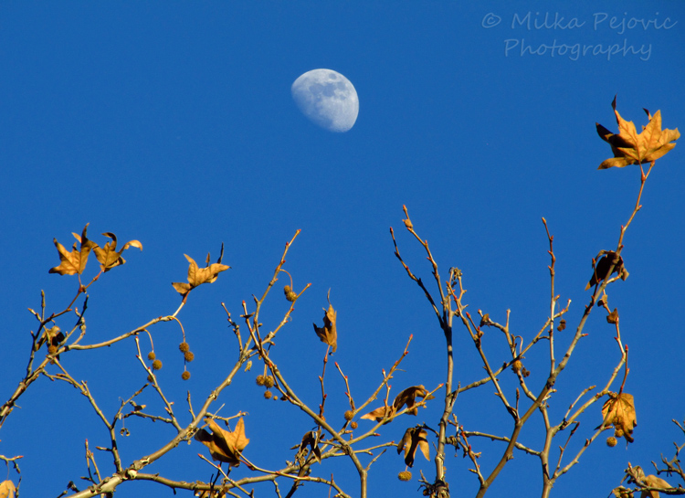 WordPress weekly photo challenge: Up - Moon rising during the day