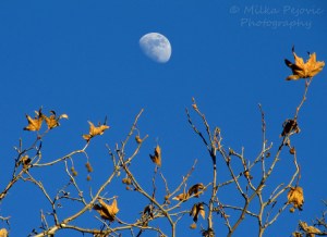 WordPress weekly photo challenge: In the background - Moon rising during the day