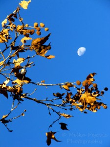 Wordpress weekly photo challenge: the golden hour - the sun lights up fall leaves with the moon in the background