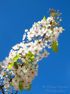 Ornamental pear blossoms