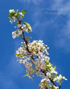 Pear blossoms of Balboa Park in San Diego