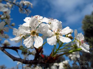Close-up of the pear blossoms in Balboa Park