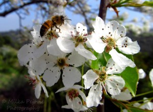 Bee on the pear blossoms at San Diego Balboa Park