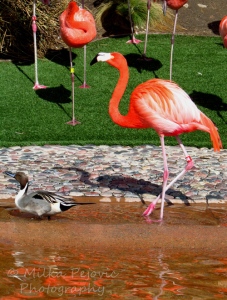 WordPress weekly photo challenge: Curves of a flamingo's neck
