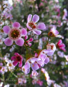 Close-up of pink manuka flowers