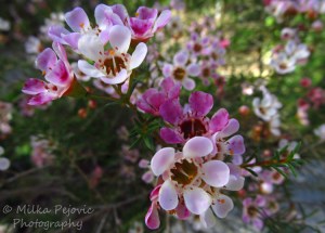 Macro Monday: Small pink flowers