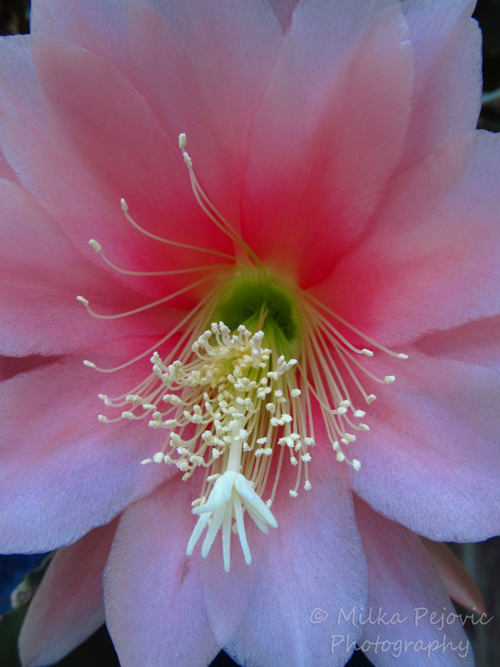 Macro Monday: Succulent with pink flower blooms