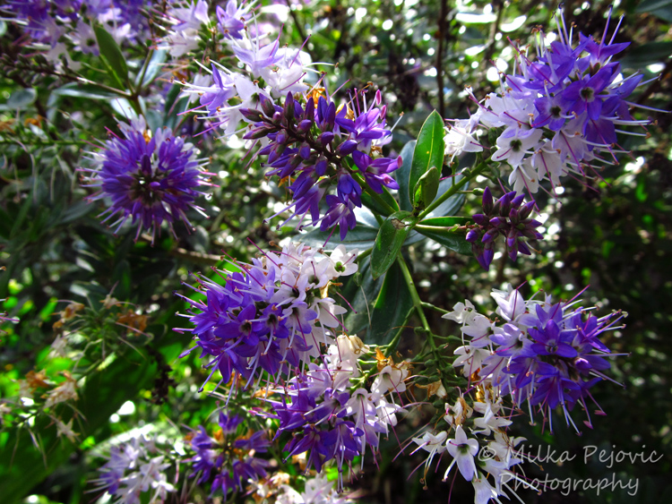  Macro Monday: Tree with purple blooms