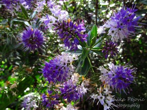 Macro Monday: Tree with purple blooms