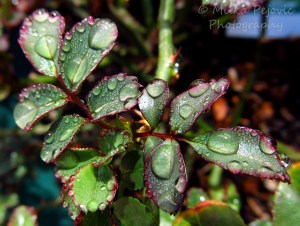 Let’s Be Wild Weekly Photo Challenge – Scent of wet dirt after the rain