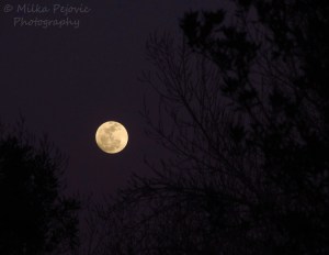 Full moon rising above the horizon