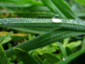 Travel theme: delicate rain drop on grass