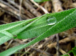Macro Monday: The beauty of the morning dew on blades of grass